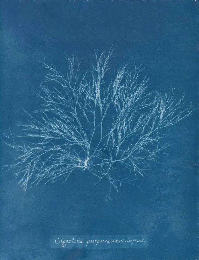Obraz różowe fiołki gigant w owocach - Anna Atkins | Druk artystyczny
