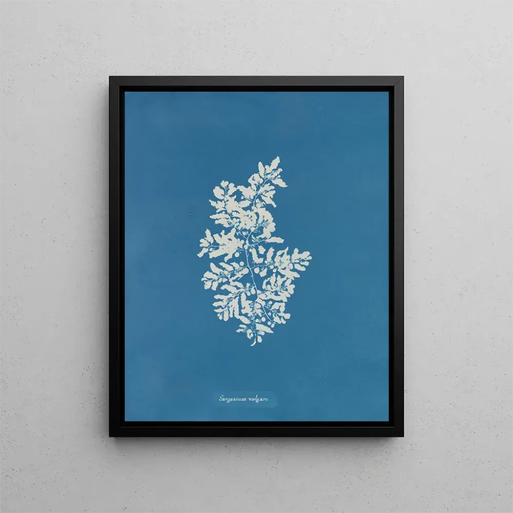 Obraz Sargasses vulgaires - Anna Atkins | Druk artystyczny