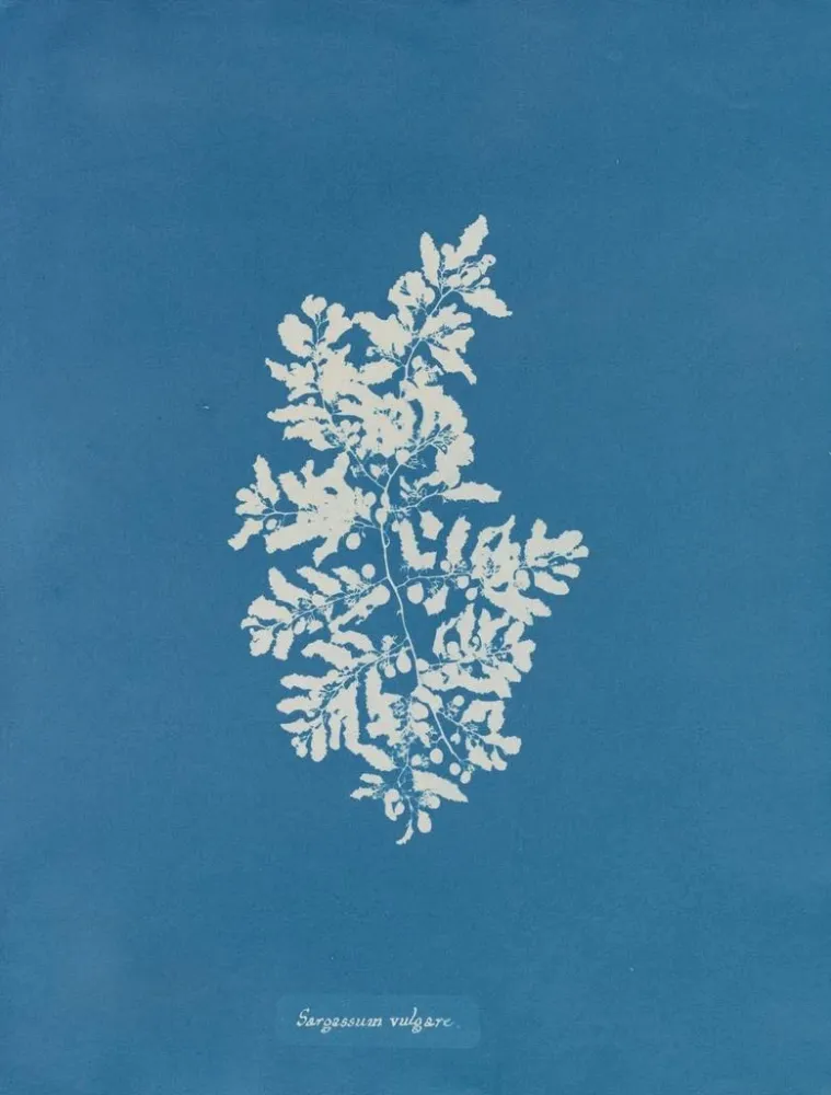 Obraz Sargasses vulgaires - Anna Atkins | Druk artystyczny