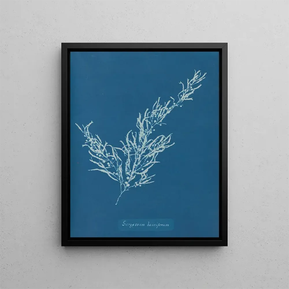 Obraz Sargassum bacciferum - Anna Atkins | Druk artystyczny