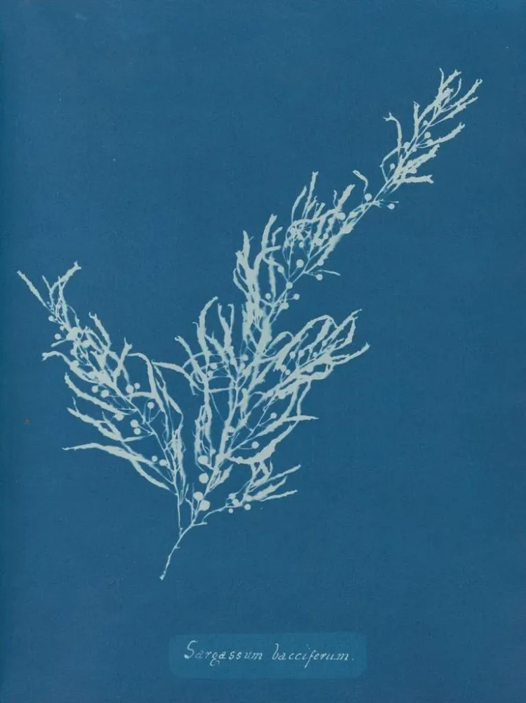 Obraz Sargassum bacciferum - Anna Atkins | Druk artystyczny