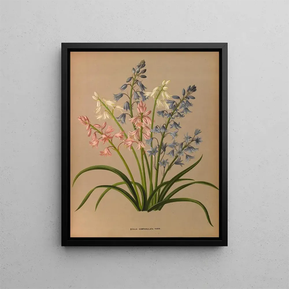 Obraz Scilla campanulata varr - Arentina Hendrica Arendsen