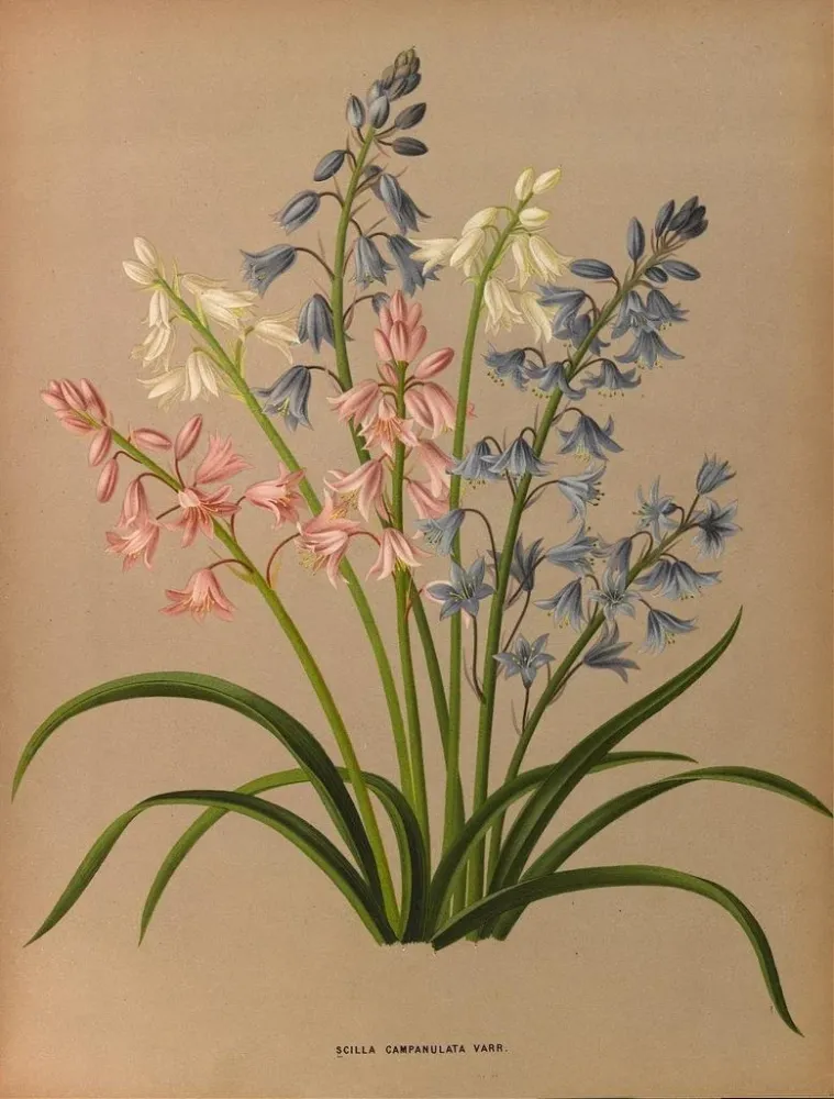 Obraz Scilla campanulata varr - Arentina Hendrica Arendsen