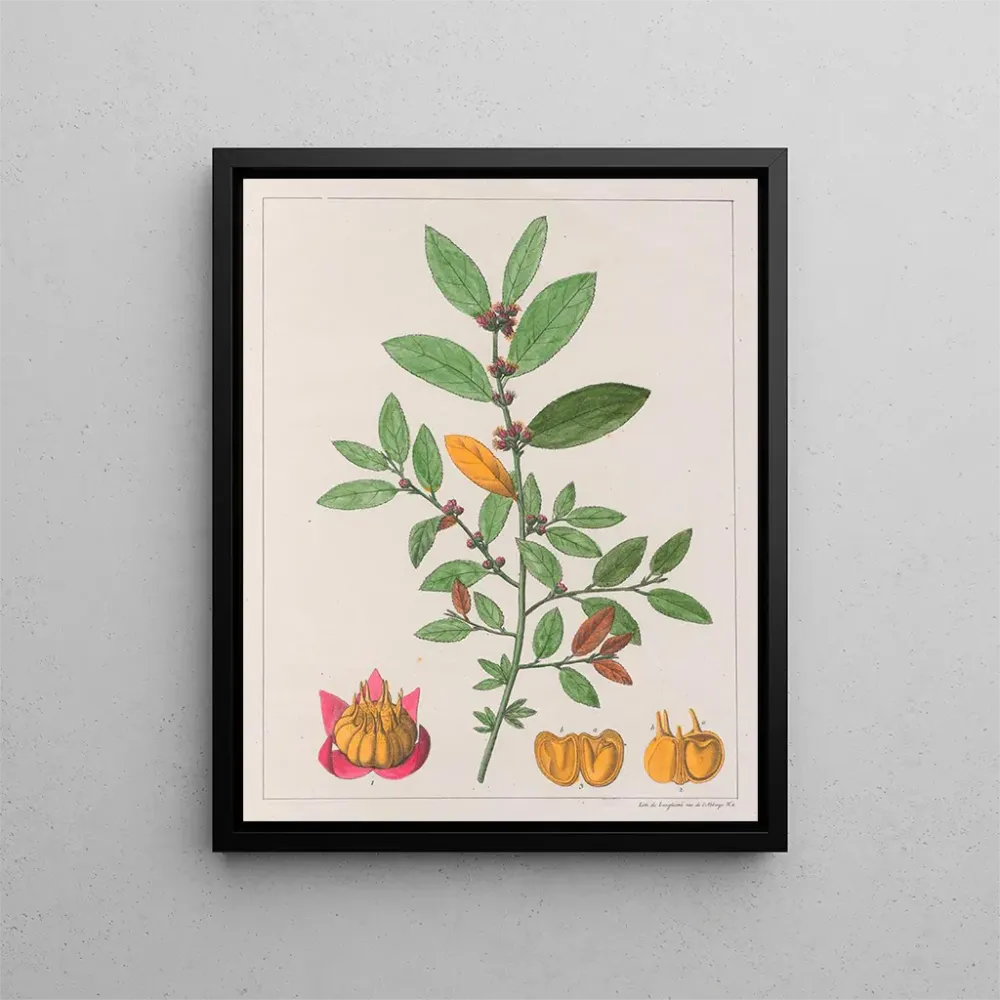 Obraz Sida carpinifolia - Auguste de Saint-Hilaire | Druk artystyczny