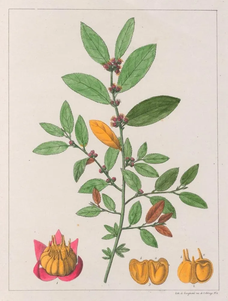 Obraz Sida carpinifolia - Auguste de Saint-Hilaire | Druk artystyczny