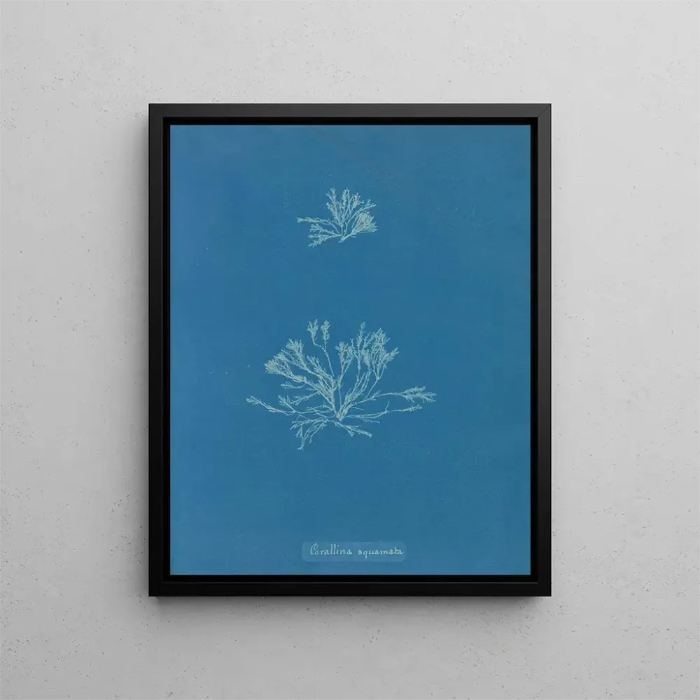 Obraz Skale koralowe - Anna Atkins | Druk artystyczny