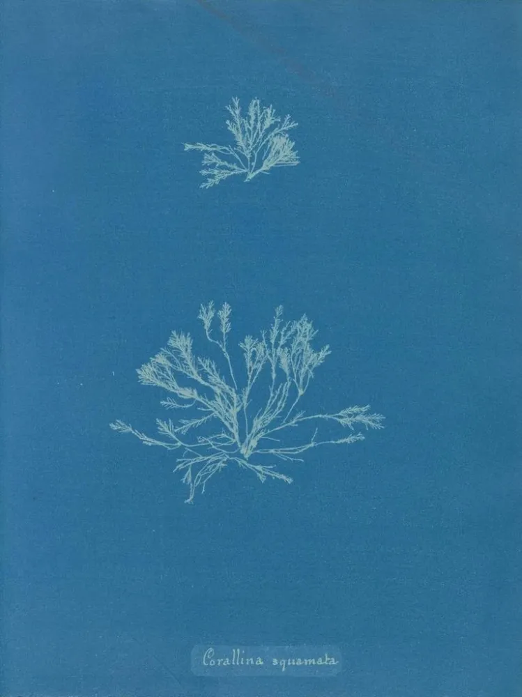 Obraz Skale koralowe - Anna Atkins | Druk artystyczny