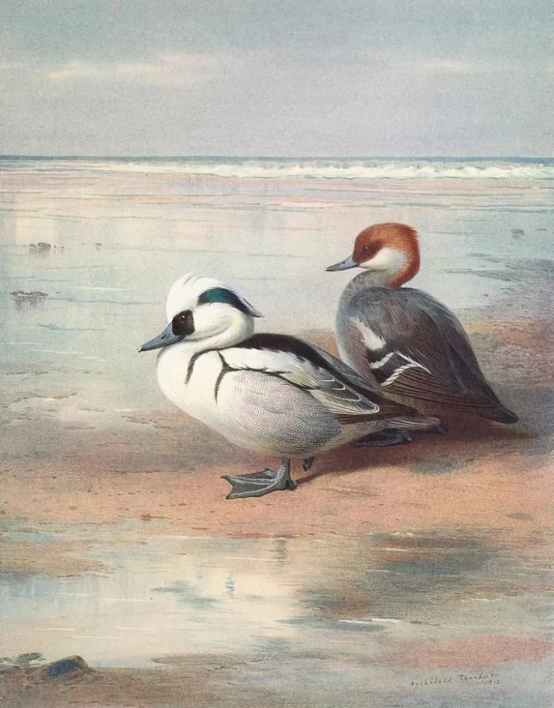 Obraz Smew - Archibald Thorburn | Druk artystyczny