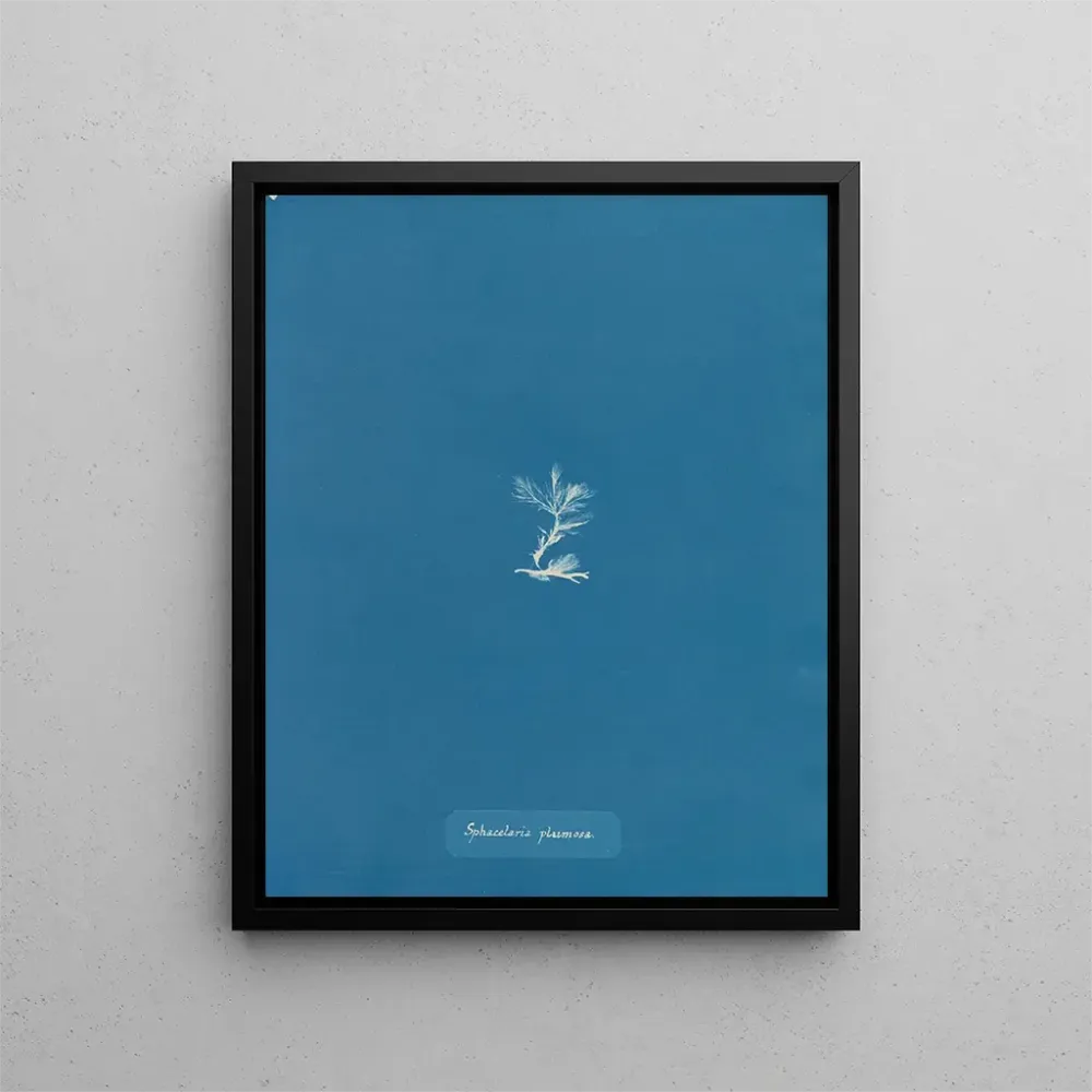 Obraz Sphacelaria plumosa - Anna Atkins | Druk artystyczny