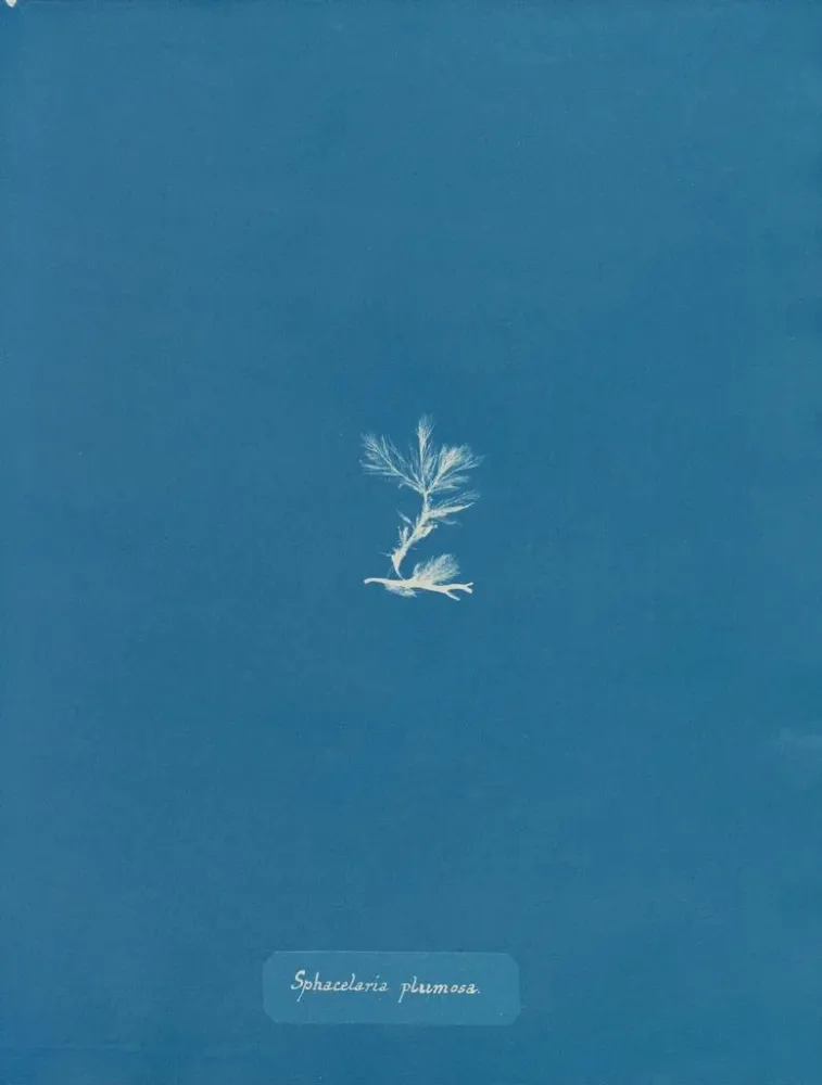 Obraz Sphacelaria plumosa - Anna Atkins | Druk artystyczny