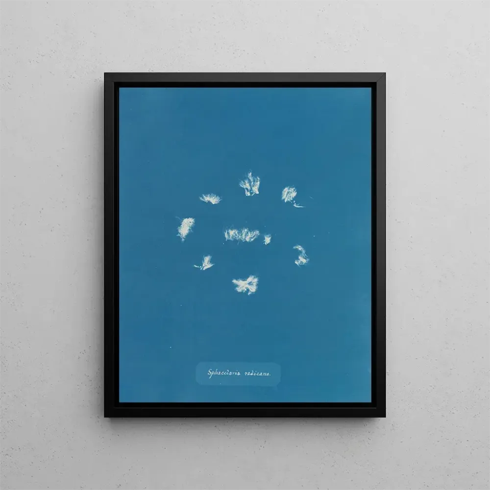 Obraz Sphacelaria radicans - Anna Atkins | Druk artystyczny