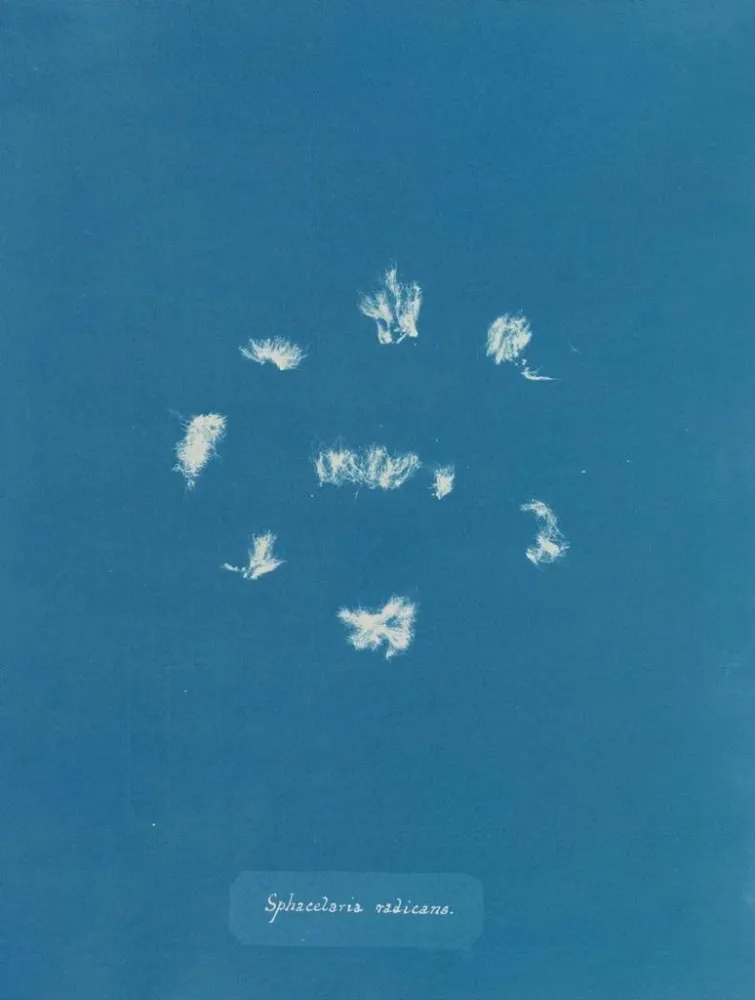 Obraz Sphacelaria radicans - Anna Atkins | Druk artystyczny