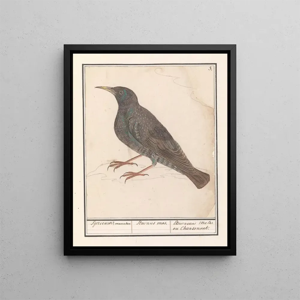 Obraz Sroka zwyczajna Sturnus vulgaris - Anselmus Botius de Boodt | Druk artystyczny