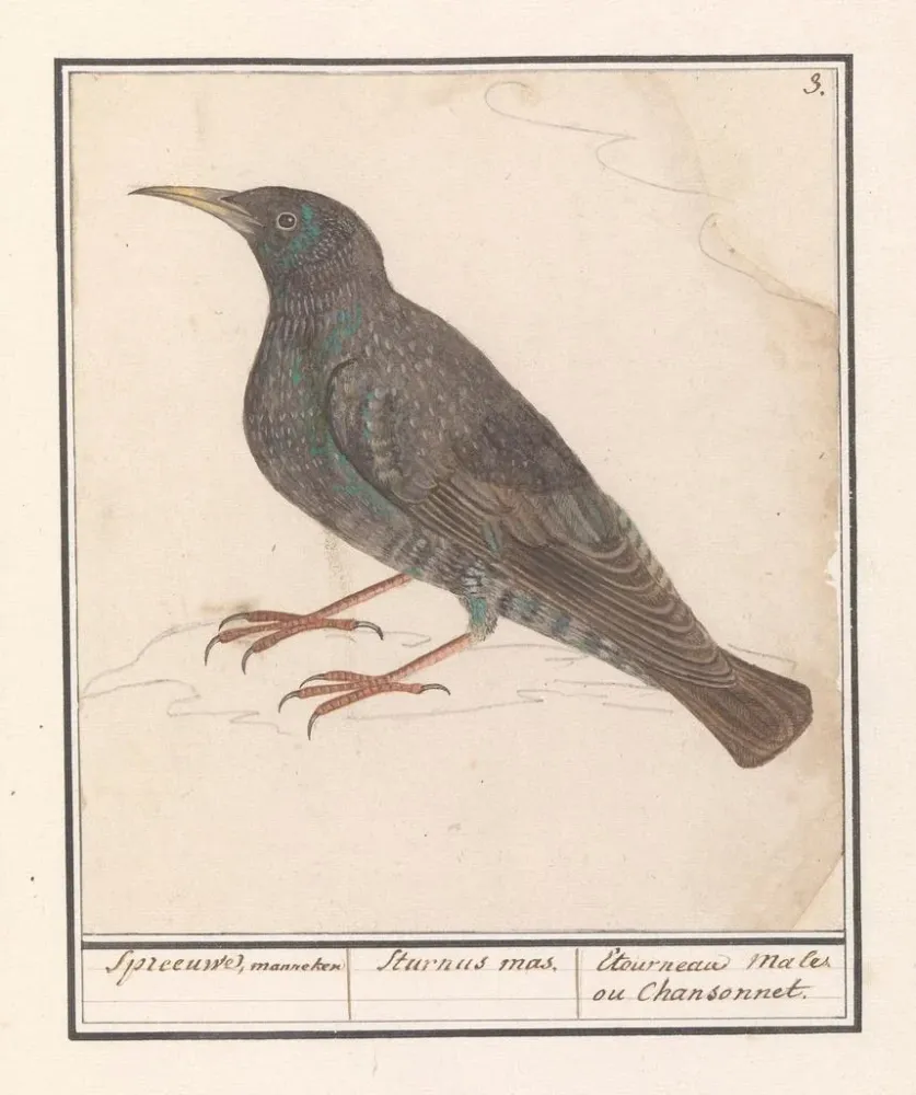Obraz Sroka zwyczajna Sturnus vulgaris - Anselmus Botius de Boodt | Druk artystyczny