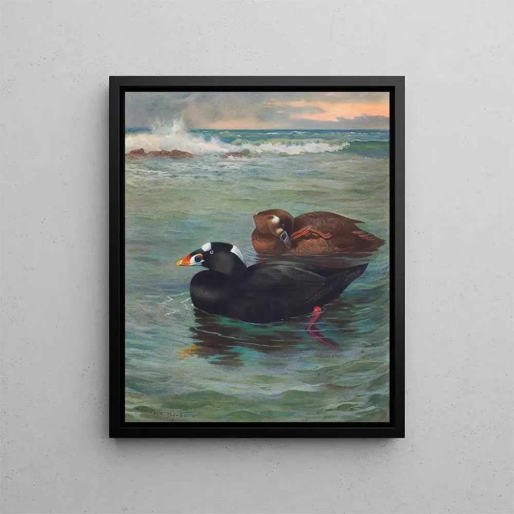 Obraz Surf Scoter - Archibald Thorburn | Druk artystyczny
