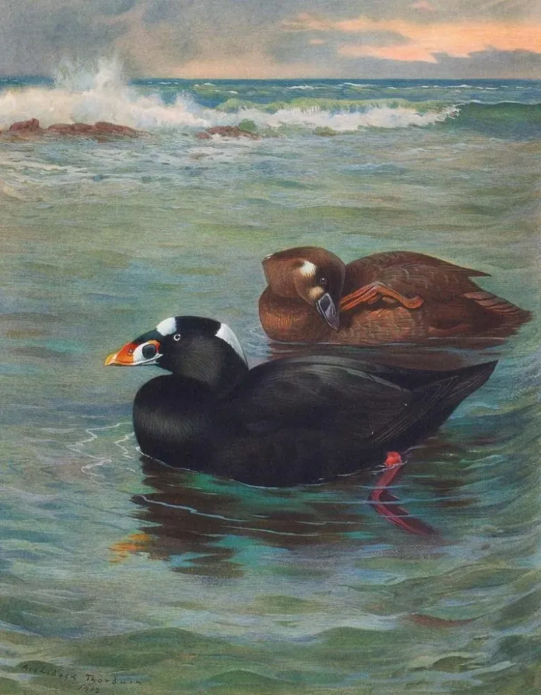 Obraz Surf Scoter - Archibald Thorburn | Druk artystyczny