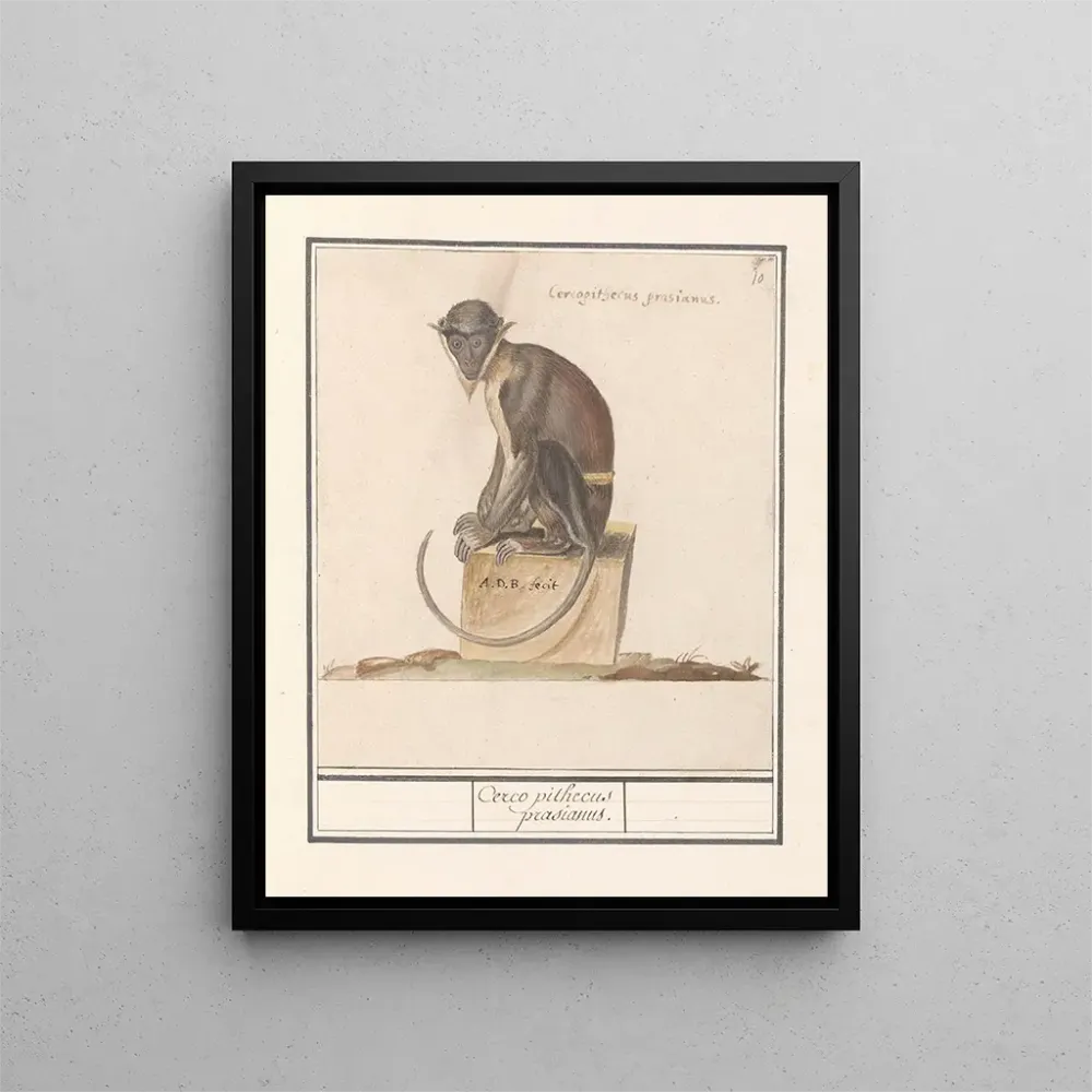 Obraz Suricate Cercopithecini Cerco pithecus prasianus - Anselmus Botius de Boodt | Druk artystyczny