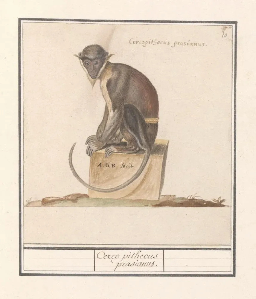 Obraz Suricate Cercopithecini Cerco pithecus prasianus - Anselmus Botius de Boodt | Druk artystyczny