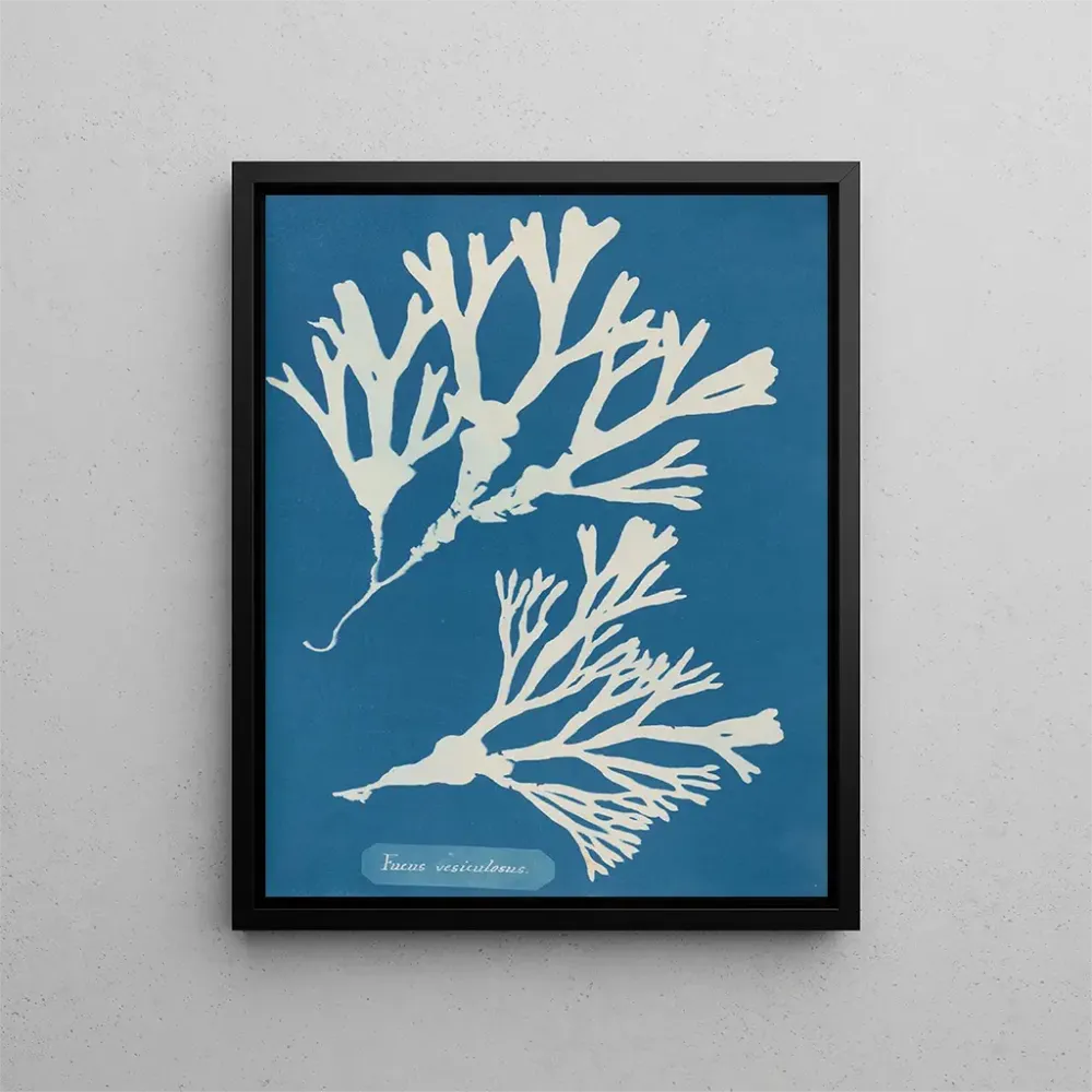 Obraz z tuszem wylewowym - Anna Atkins | Druk artystyczny