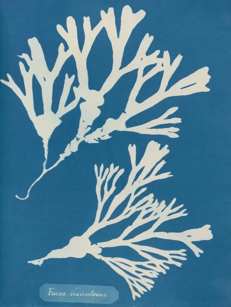 Obraz z tuszem wylewowym - Anna Atkins | Druk artystyczny