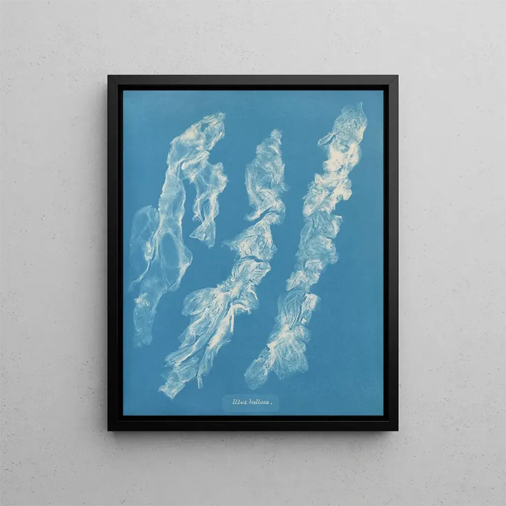 Obraz Ulva bullosa - Anna Atkins | Druk artystyczny