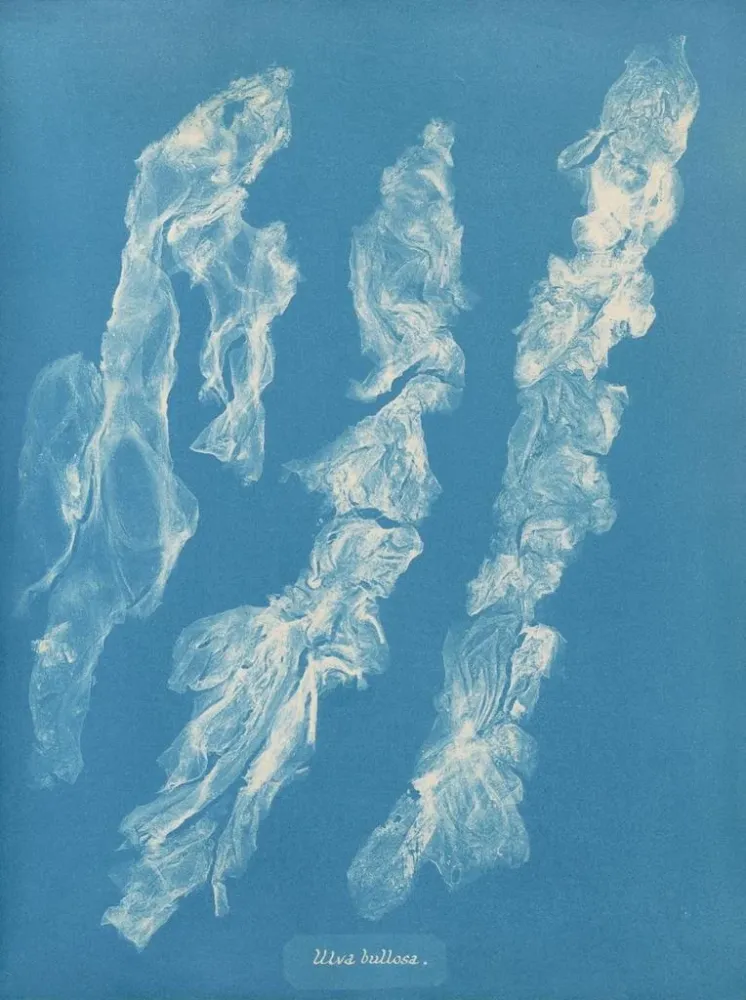 Obraz Ulva bullosa - Anna Atkins | Druk artystyczny