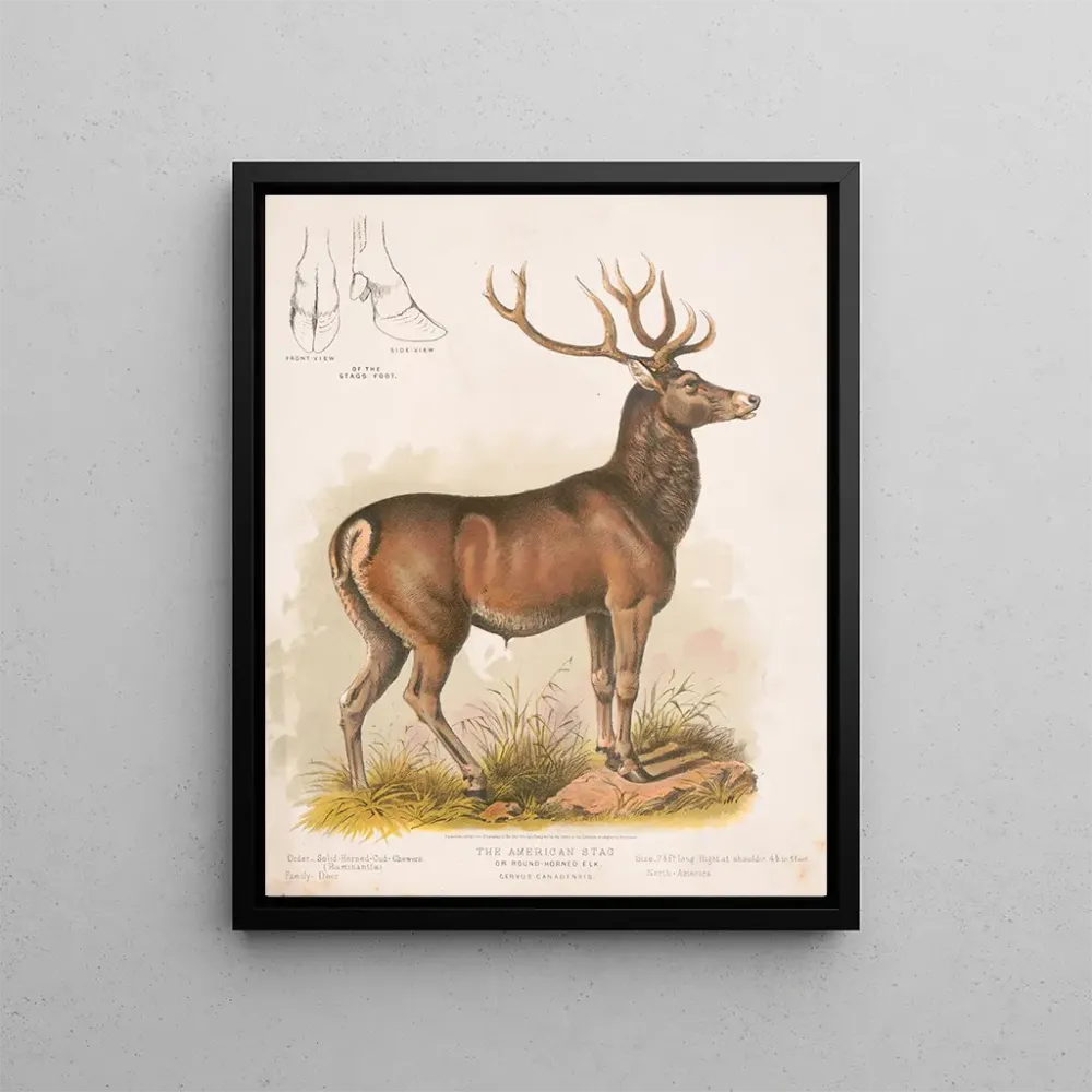 Obraz Le wapiti américain - Louis Prang Co | Druk artystyczny