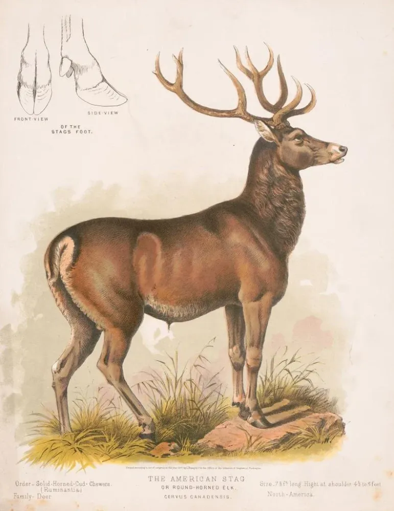 Obraz Le wapiti américain - Louis Prang Co | Druk artystyczny
