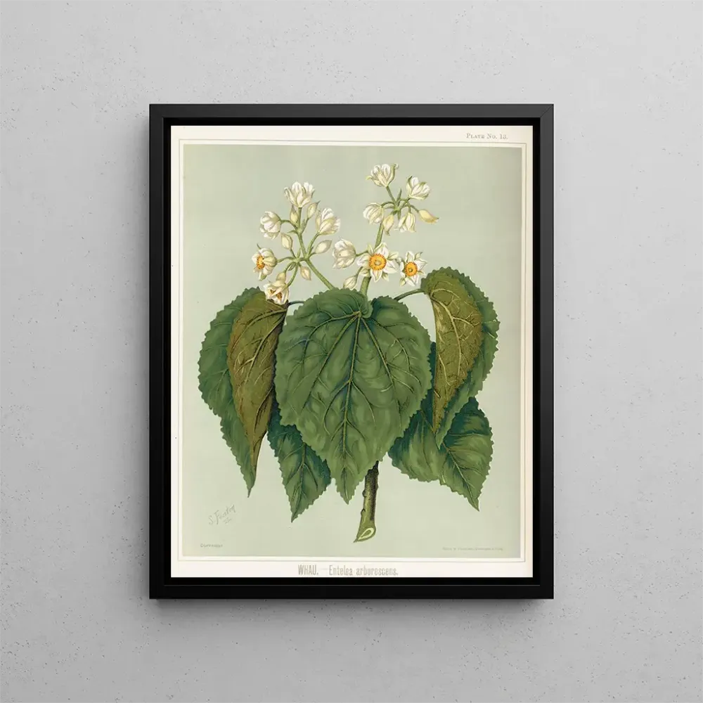 Obraz Whau Entelea arborescens, Planche 13 - Sarah Featon | Druk artystyczny