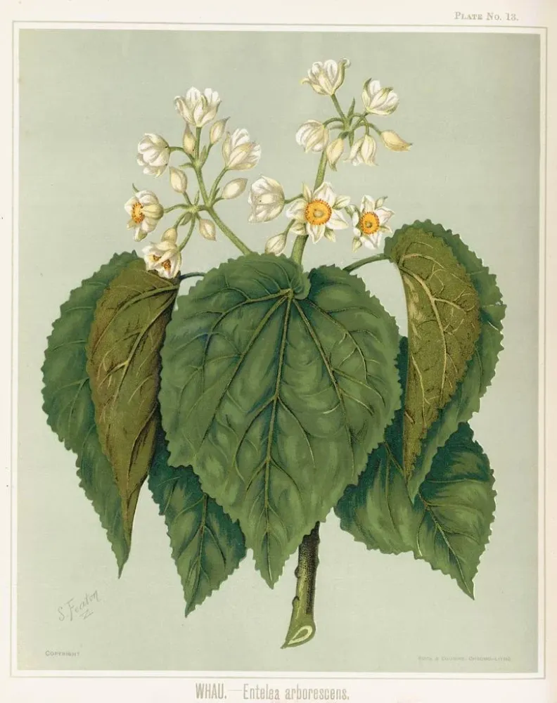 Obraz Whau Entelea arborescens, Planche 13 - Sarah Featon | Druk artystyczny