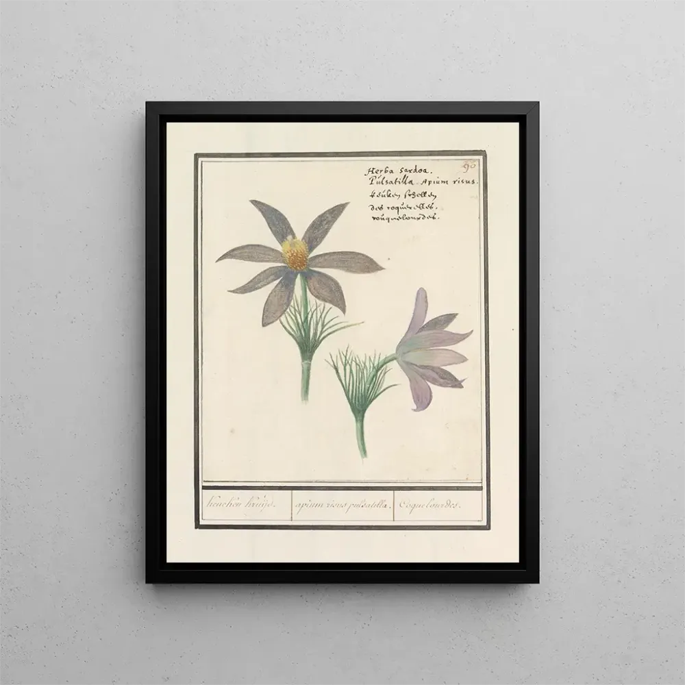 Obraz Wildemanskruid Pulsatilla vulgaris Kruijk Kruijk apium risus pulsatilla Coquelourdes - Anselmus Botius de Boodt | Dr...