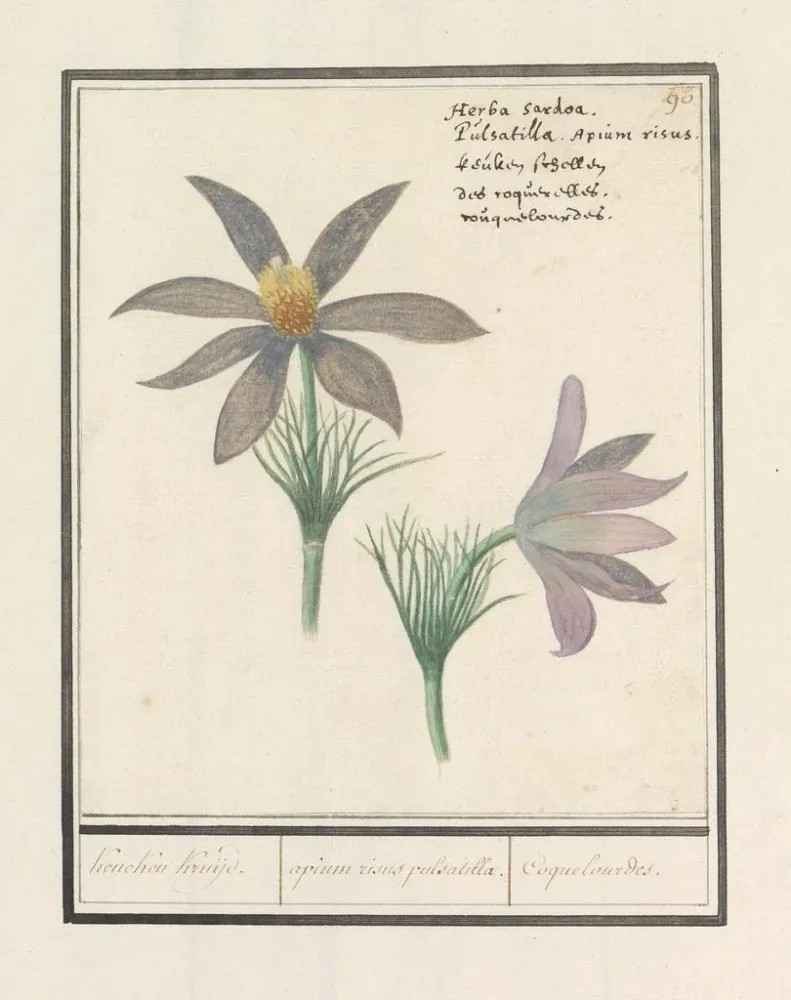 Obraz Wildemanskruid Pulsatilla vulgaris Kruijk Kruijk apium risus pulsatilla Coquelourdes - Anselmus Botius de Boodt | Dr...