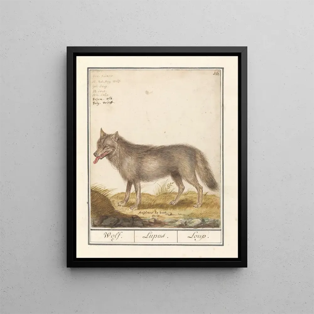 Obraz Wilk Canis lupus Wilk Lupus Wilk - Anselmus Botius de Boodt | Druk artystyczny