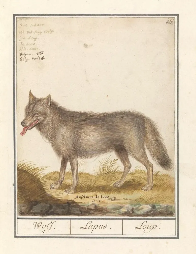 Obraz Wilk Canis lupus Wilk Lupus Wilk - Anselmus Botius de Boodt | Druk artystyczny