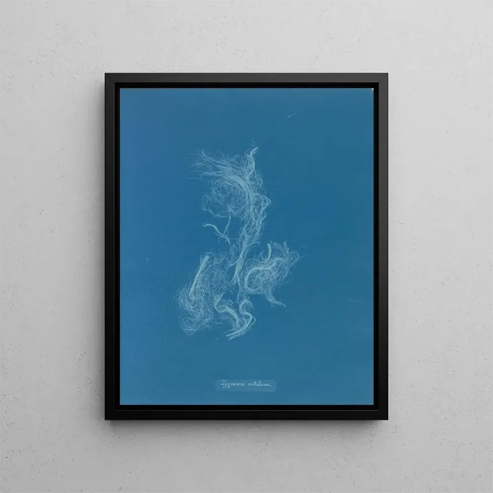 Obraz Zygnema brillant - Anna Atkins | Druk artystyczny