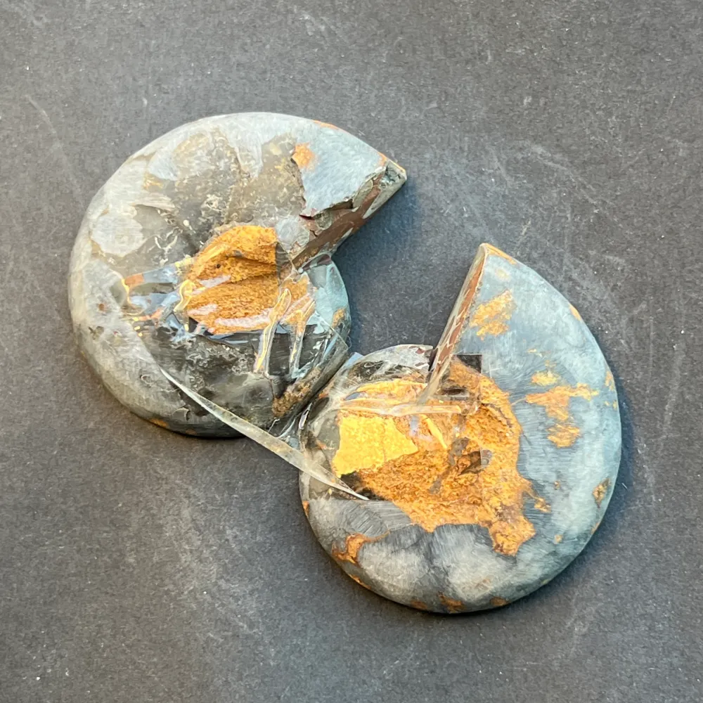 para amonitów model 2