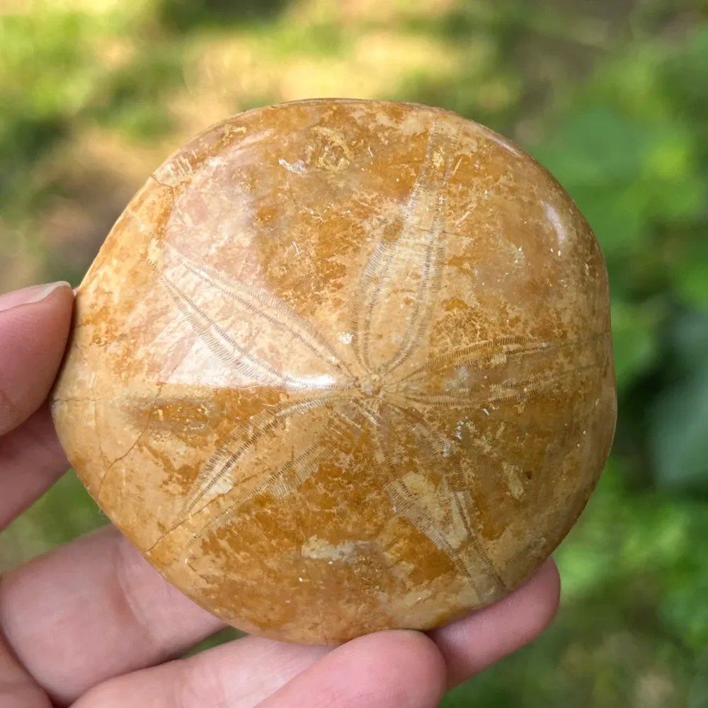 Skamieniałość Pygurus – Rozgwiazda szkarłupni